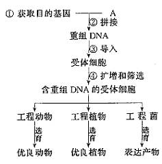 基因工程是在现代生物学.化学和工程学基础上建立和发展起来的.并有赖于微生物学理论和技术的发展运用.基因工程基本操作流程如下图.请据图分析回答 1 图中A是 ,在基因工程中